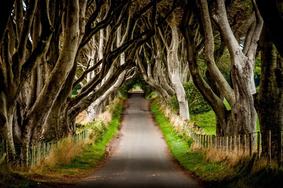 Trees intertwined over a road 