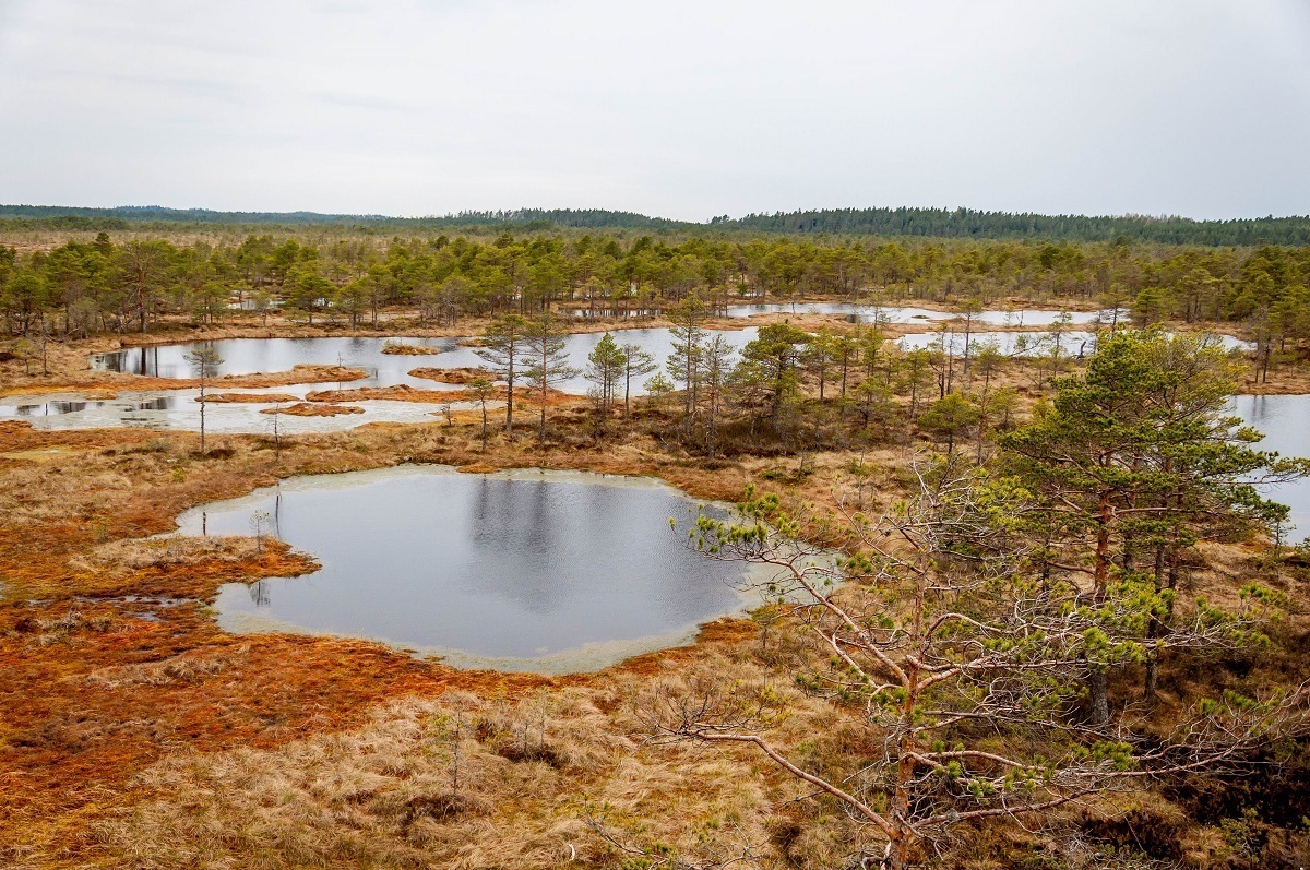 Bog walking in Estonia