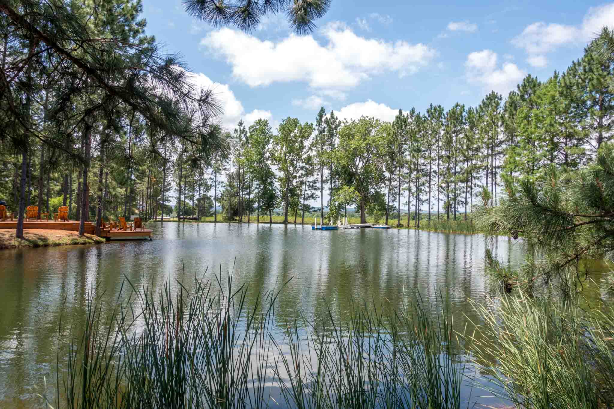 Pond surrounded by trees and grass.