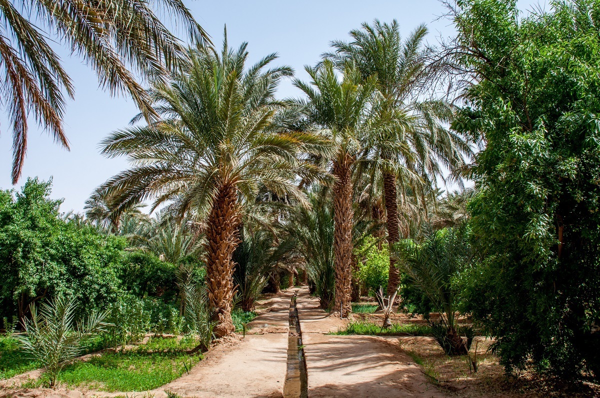 Irrigation stream watering date trees in the desert