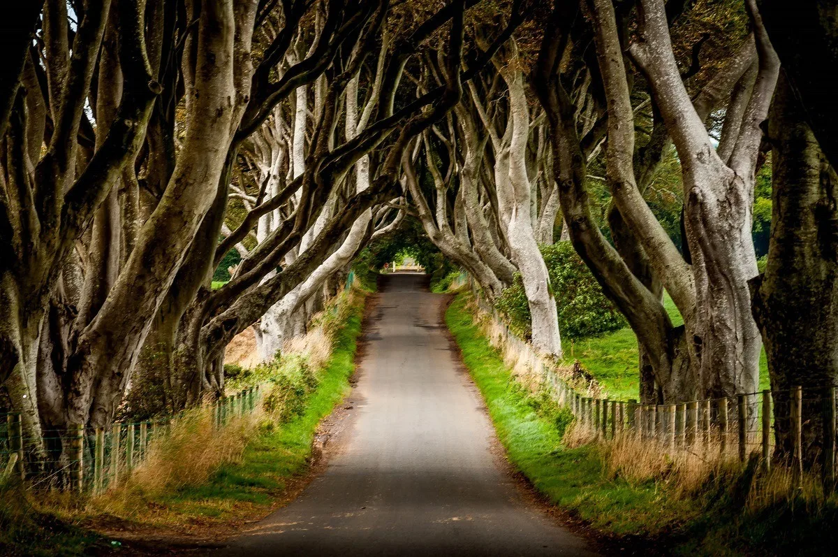 Trees intertwined over a road