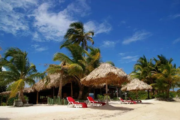 Chairs under umbrellas beside palm trees on a beach