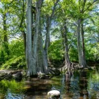 Creek lined with tall cypress trees