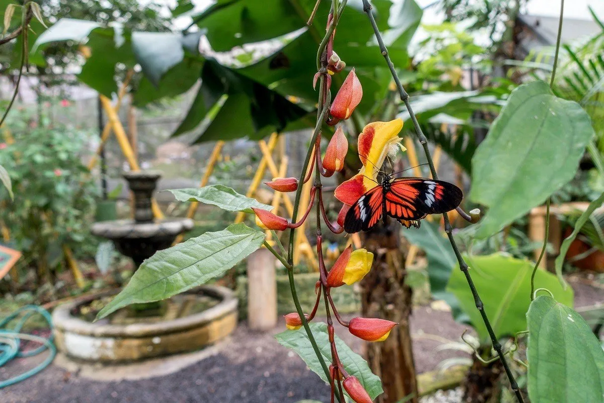 Orange butterfly on a plant