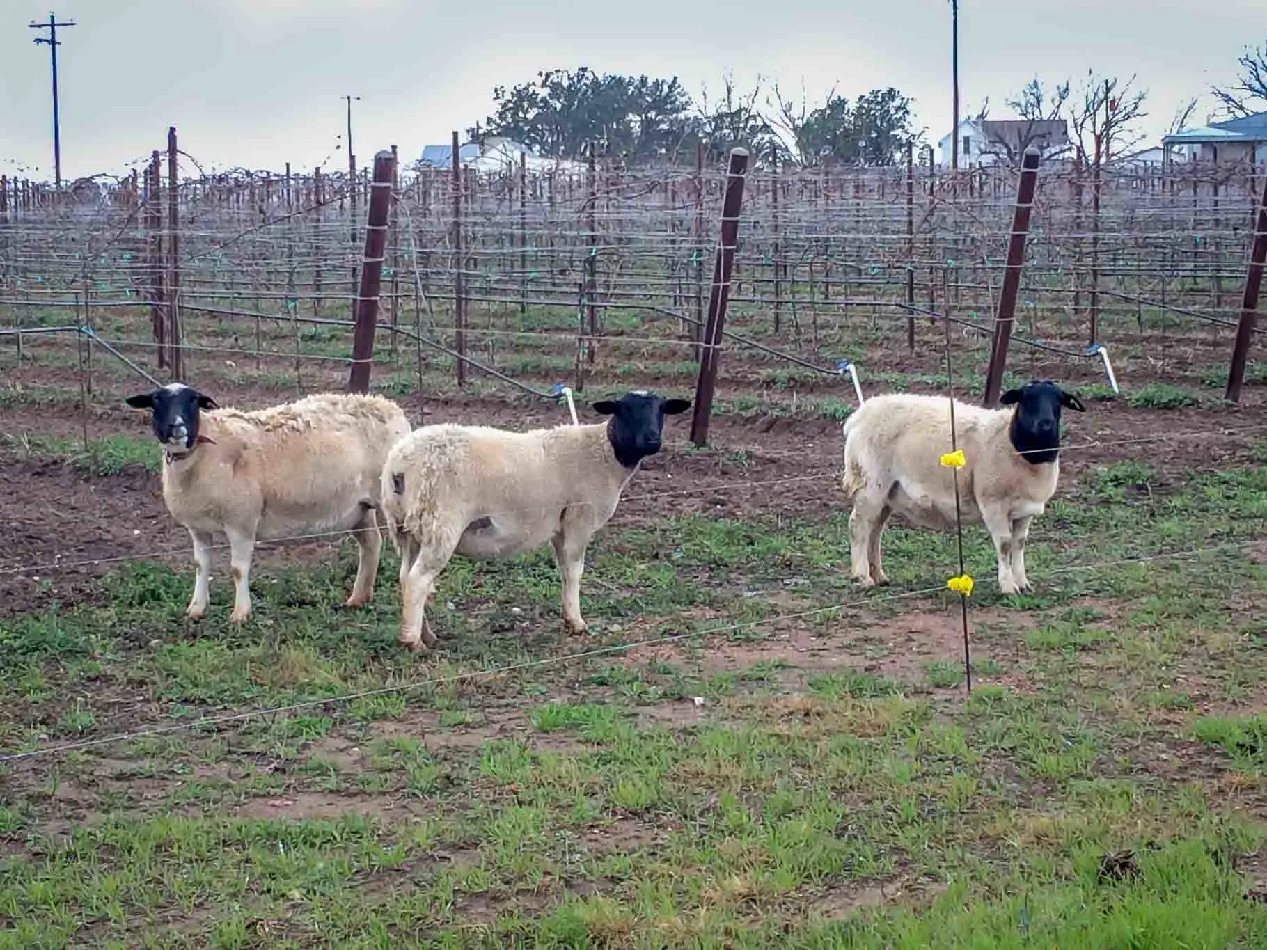 Sheep in a vineyard