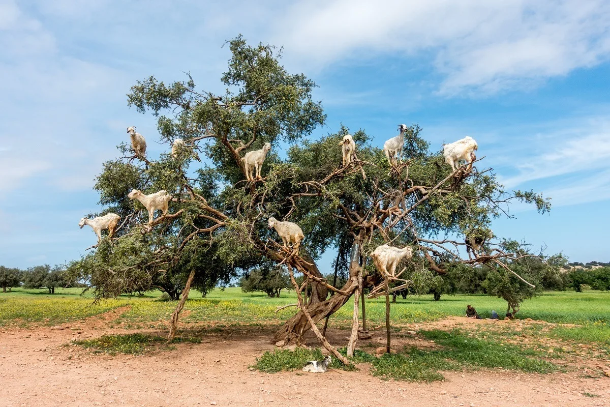 Goats perched on the branches of argan trees