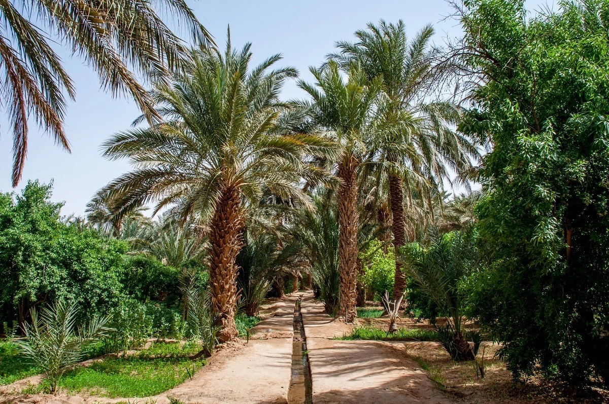 Irrigation stream watering date trees in the desert