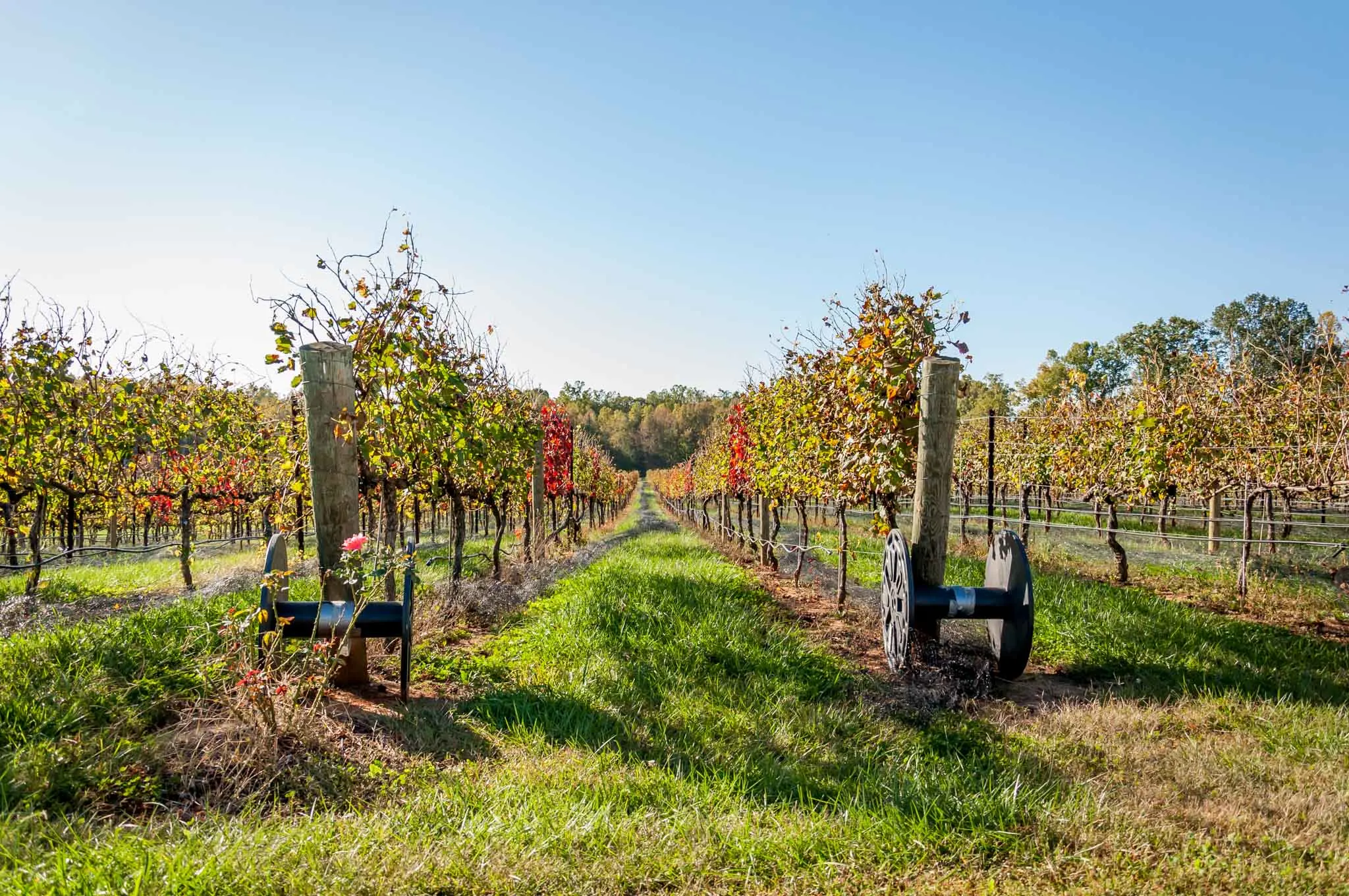 Vineyard with leaves turning fall colors