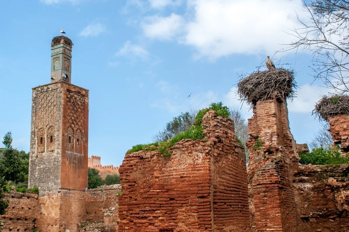 Storks in large nests at the Chellah in Rabat