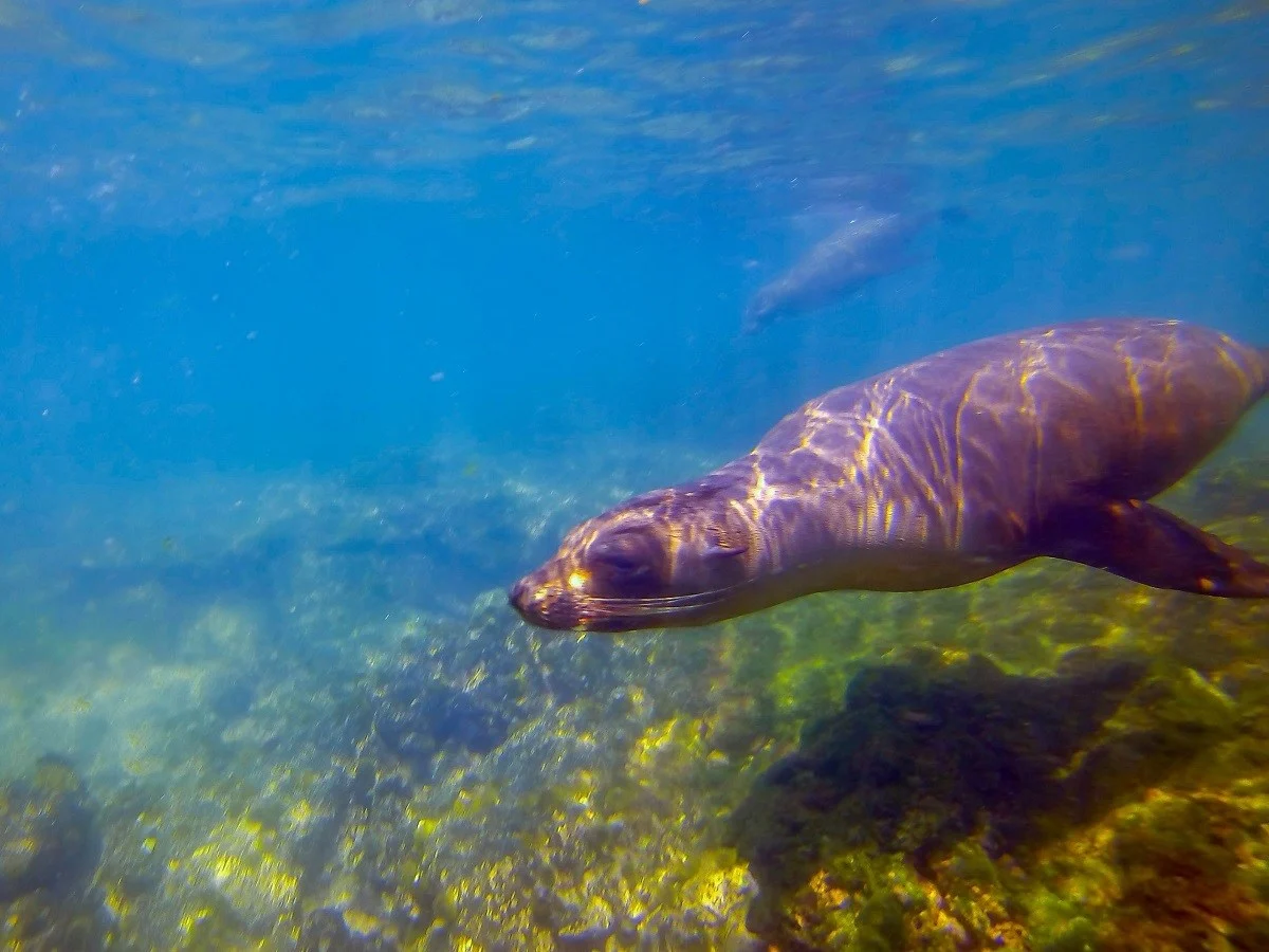 Seal underwater