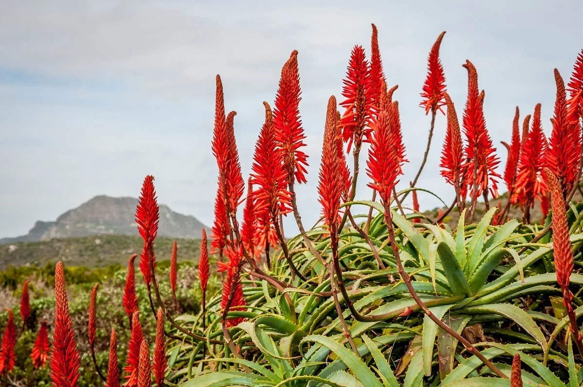 Red flowers