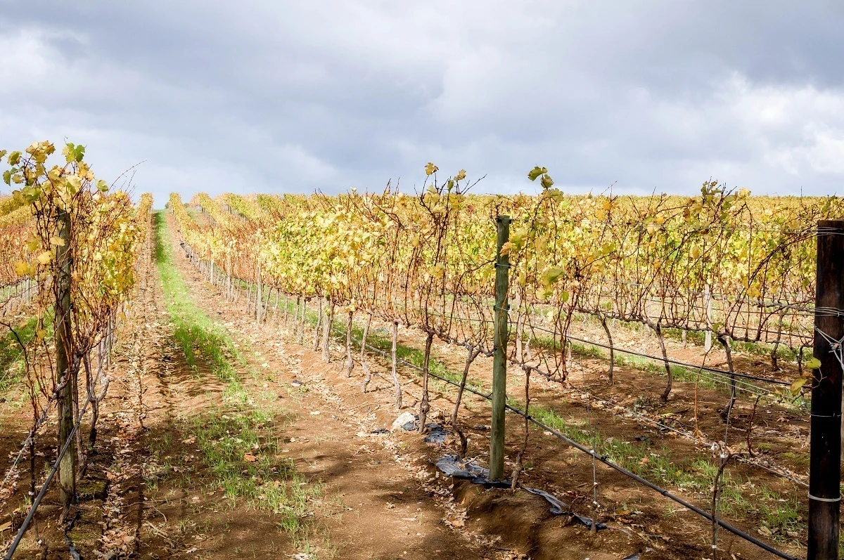 Rows of grapevines in a vineyard